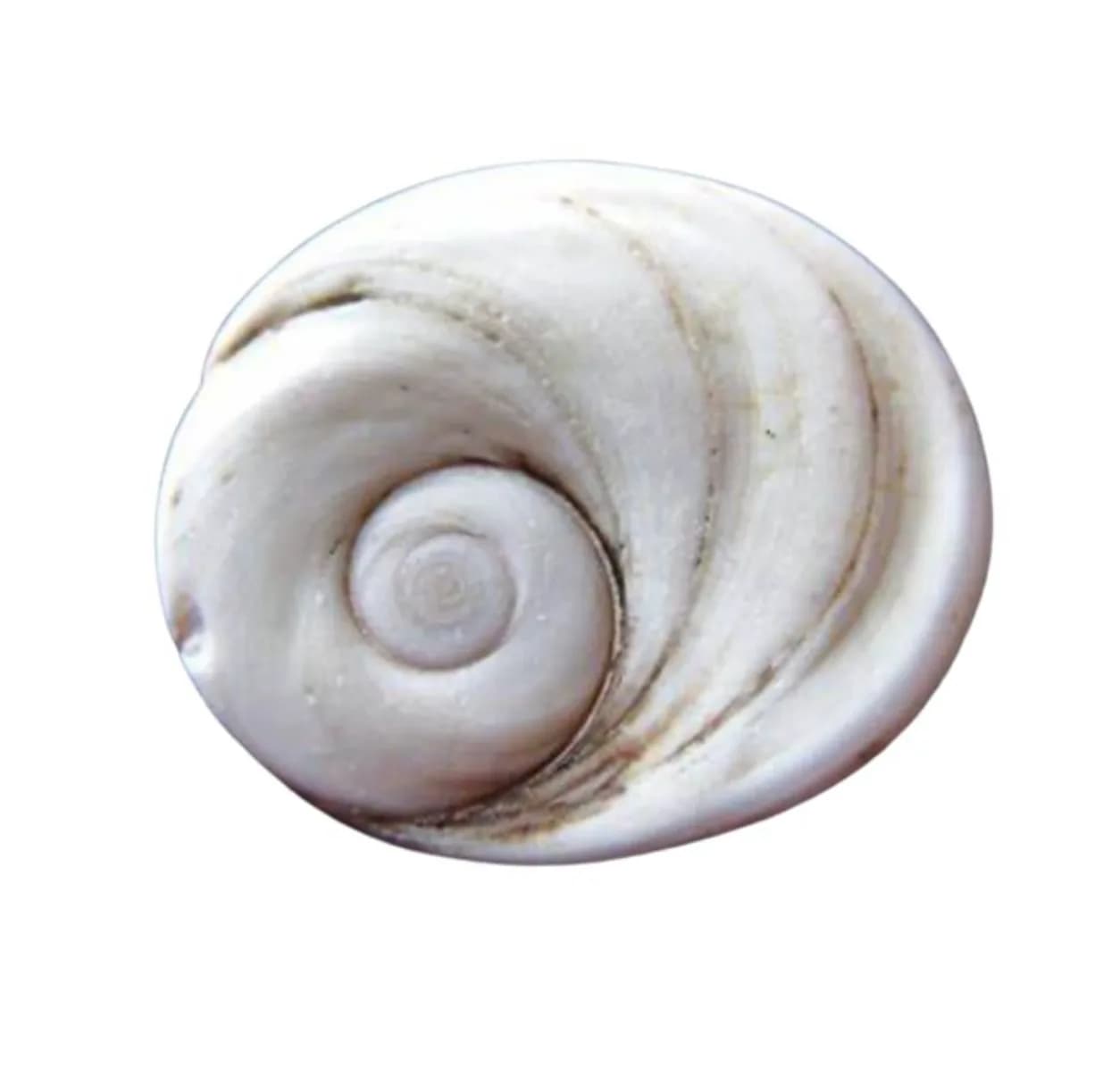 Œil de Sainte Lucie 